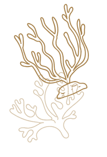 coral